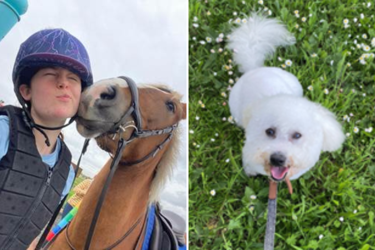 Calling animal lovers—make $900 as a 'luxury cook' for dog named Lord beef
