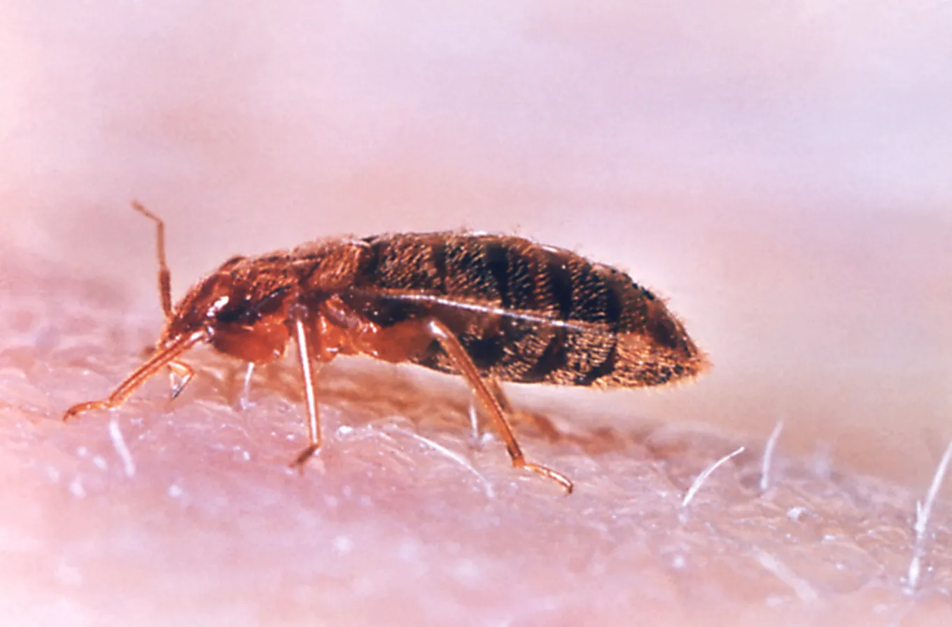 Bed Bug Infestation Shuts Down Georgia Court - Newsweek