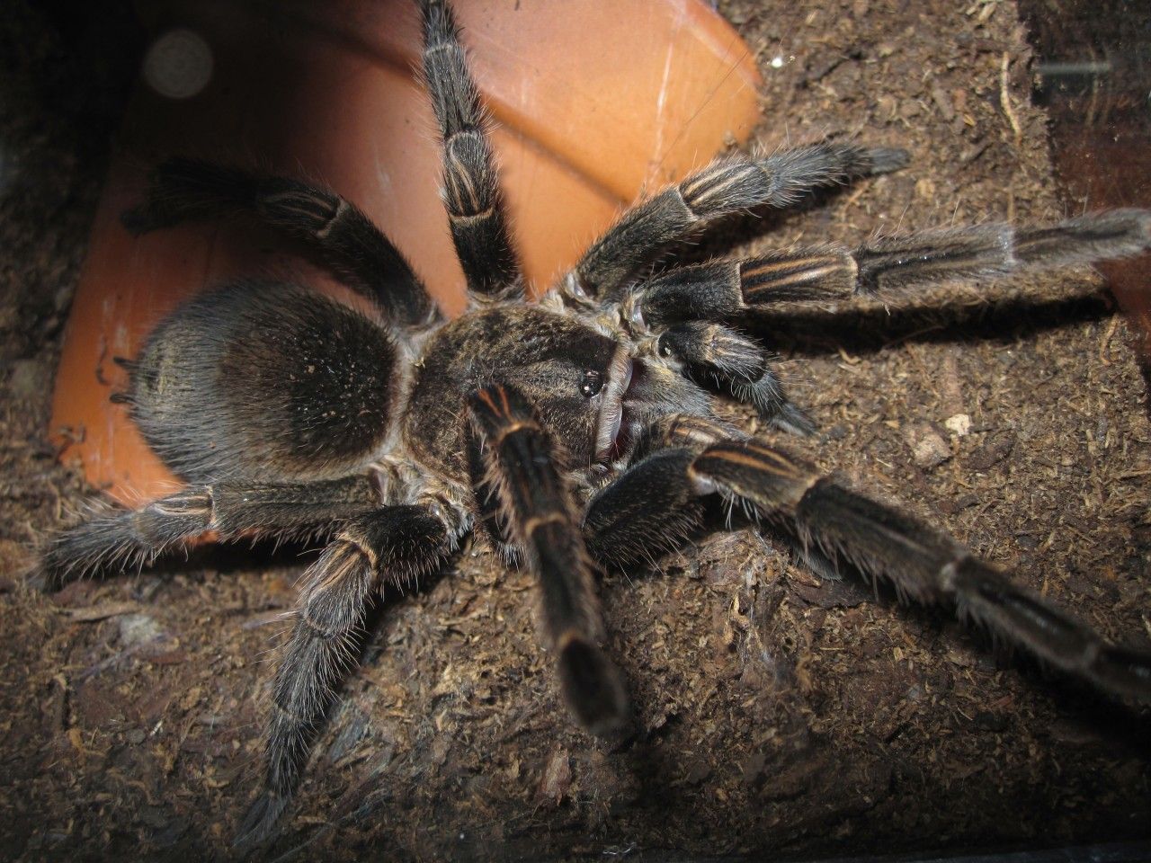 Toxineering' Makes Painkillers Out of Venom - Newsweek