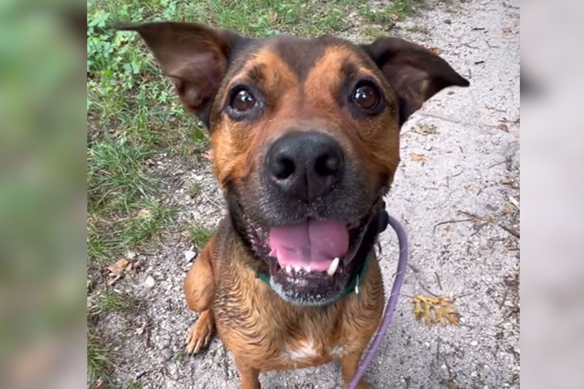 Dog Returned Twice Hasn’t Given Up Hope Despite 1,244 Days At Shelter ...