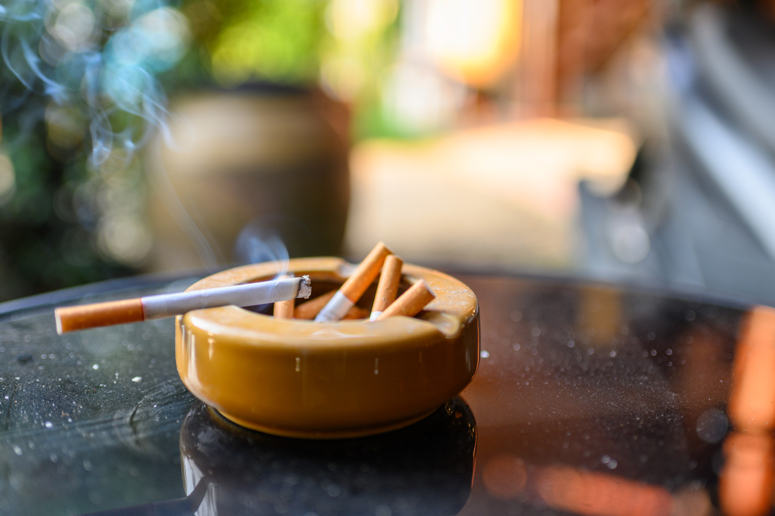 how long does tobacco plant take to grow Cigarette Tobacco Leaf