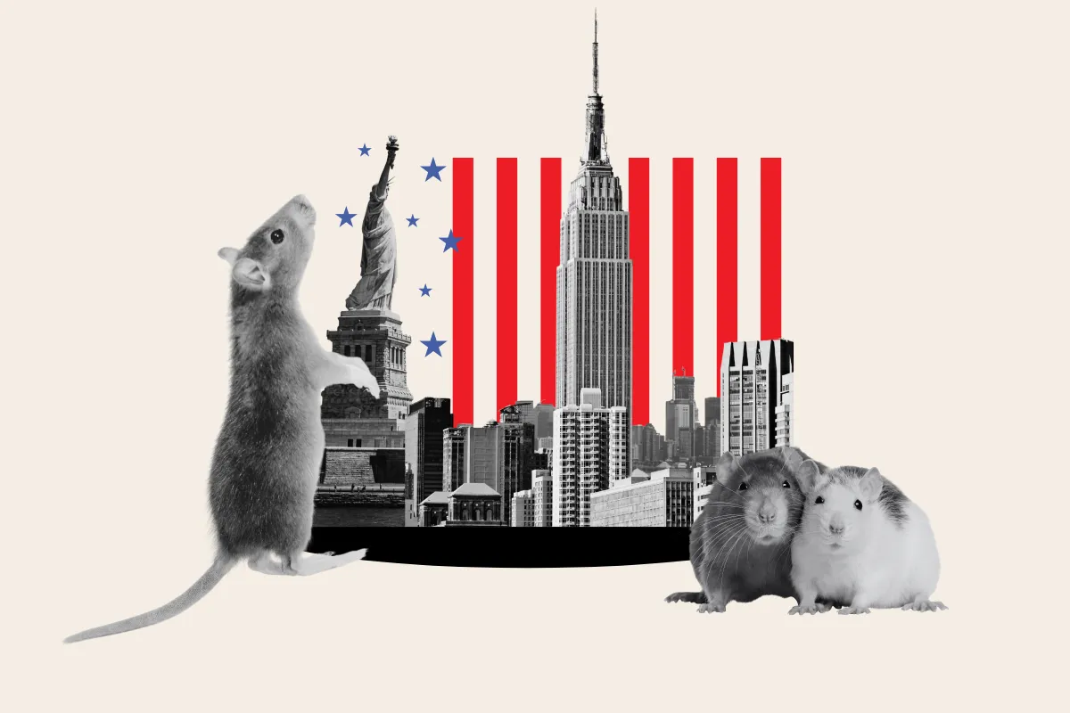 Map Reveals New York’s Worst Rat Infested Areas - Newsweek