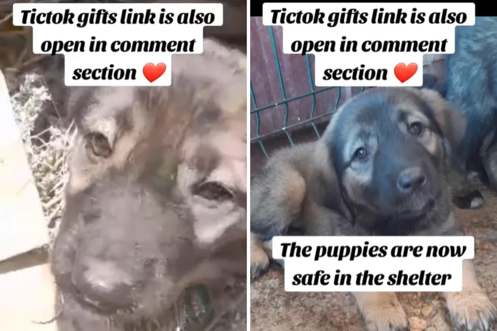 Moment Worker Discovers Terrified Puppies Abandoned Outside Shelter ...