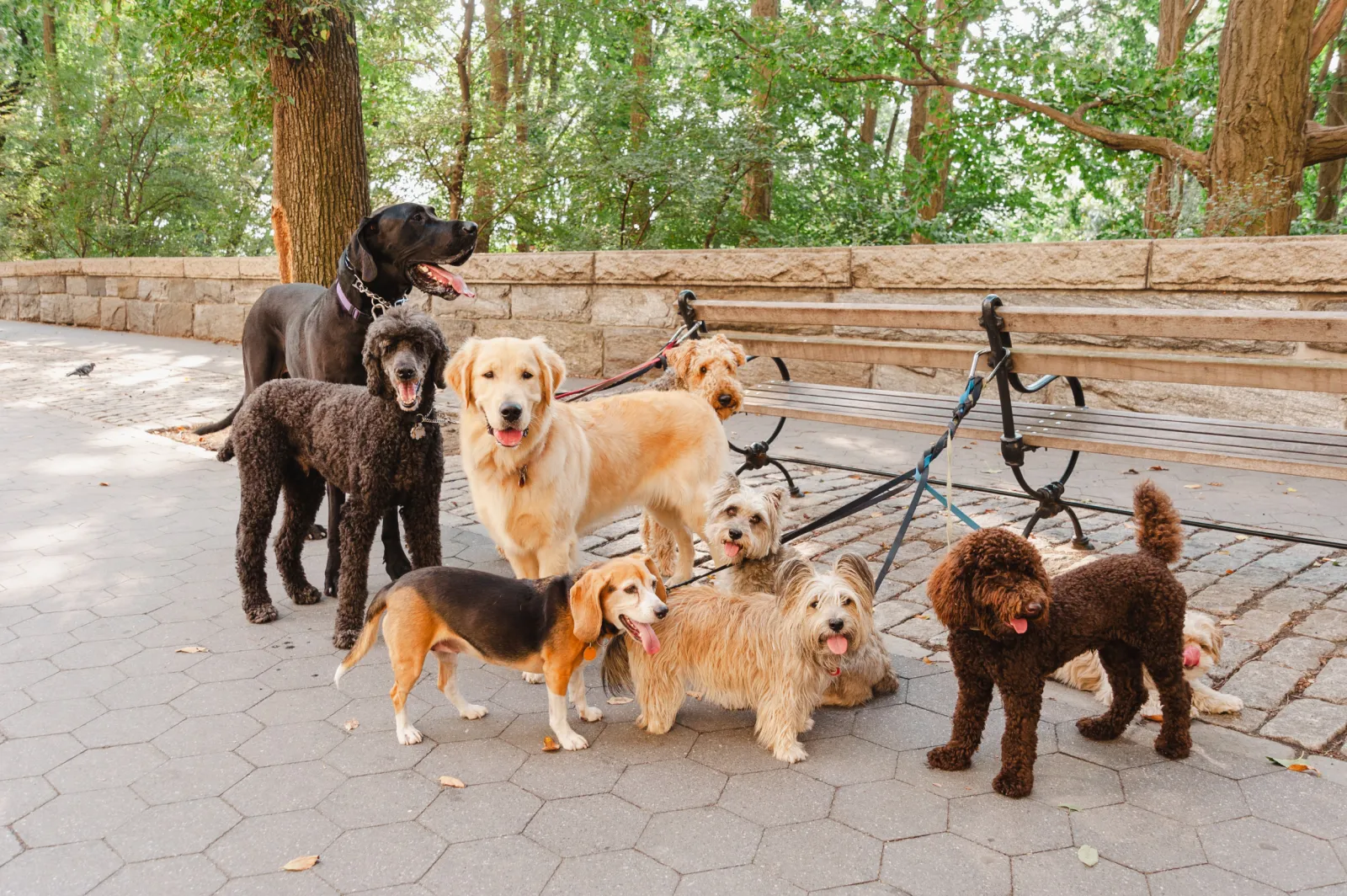 The True Spirit of New York: A Canine Encounter