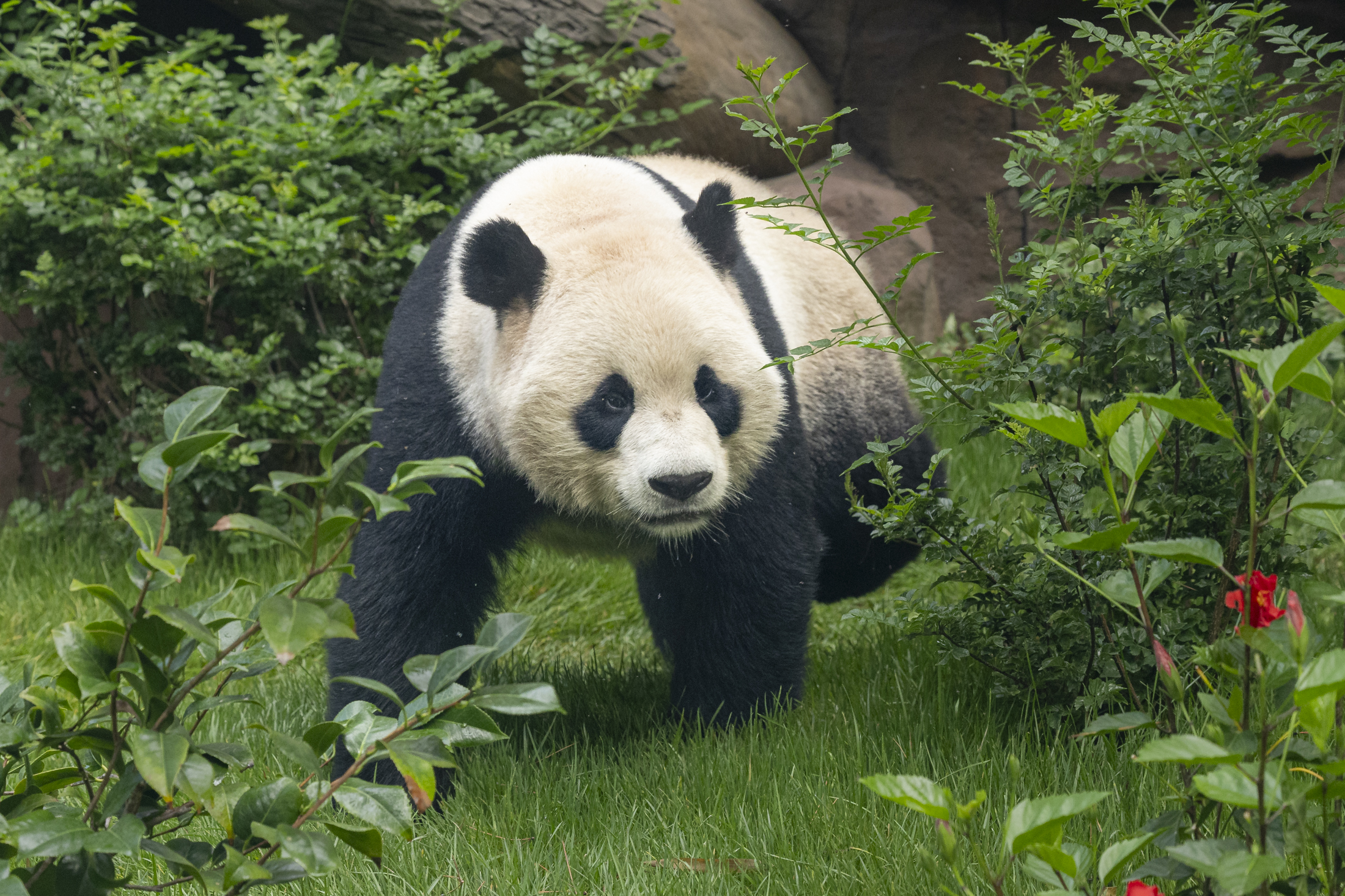 Giant Pandas Make 'Historic' US Debut at San Diego Zoo - Newsweek