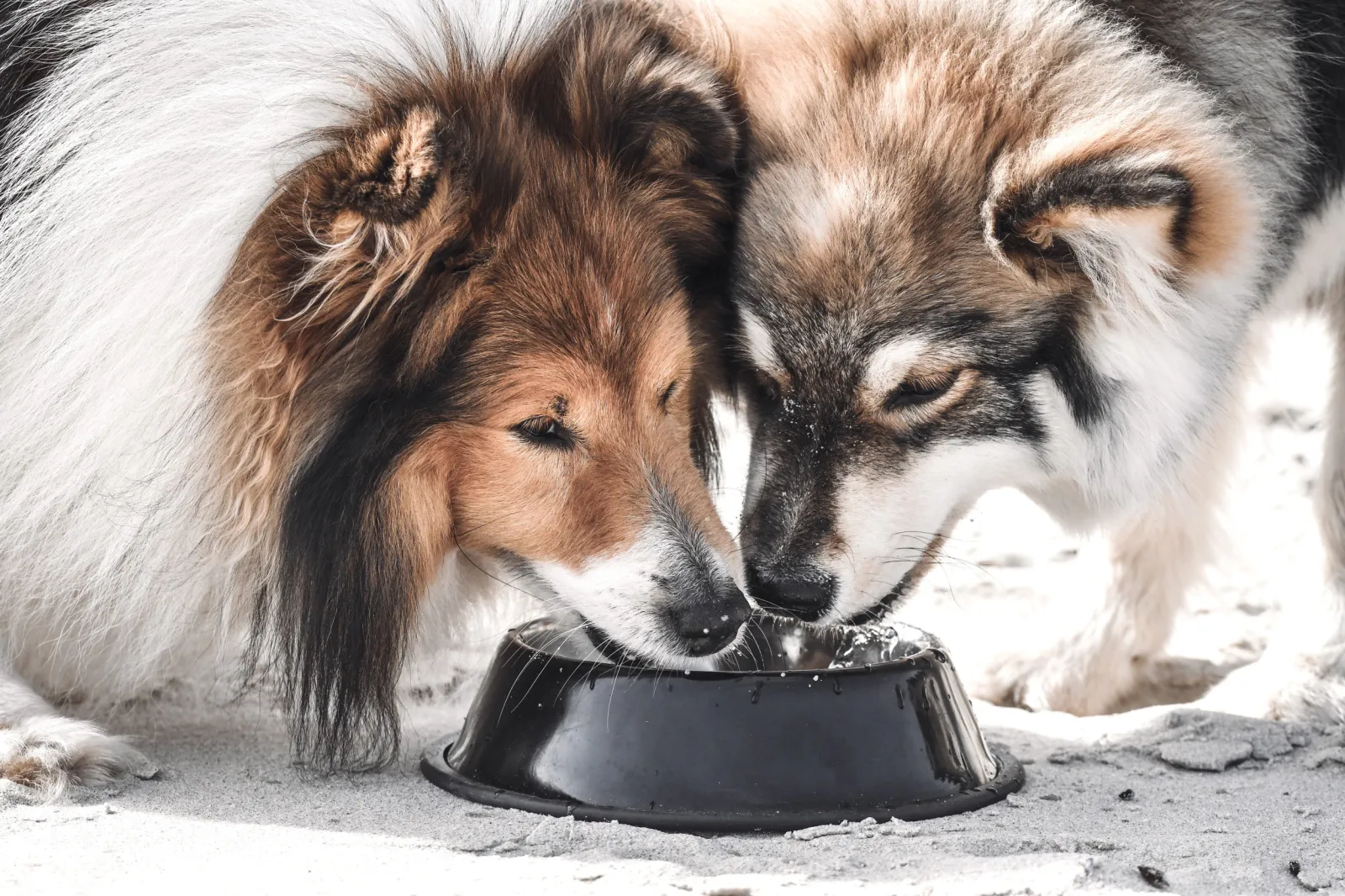 Dog Owners Warned Against Using Public Water Bowls - Newsweek
