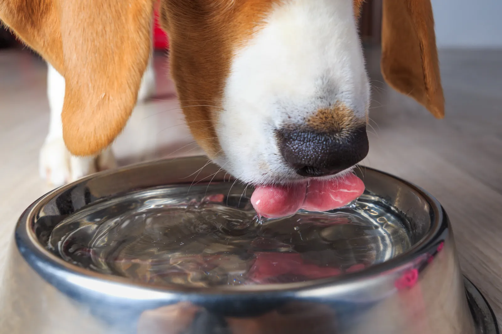 amazon circulating water bowls for cats Cat Water Fountain