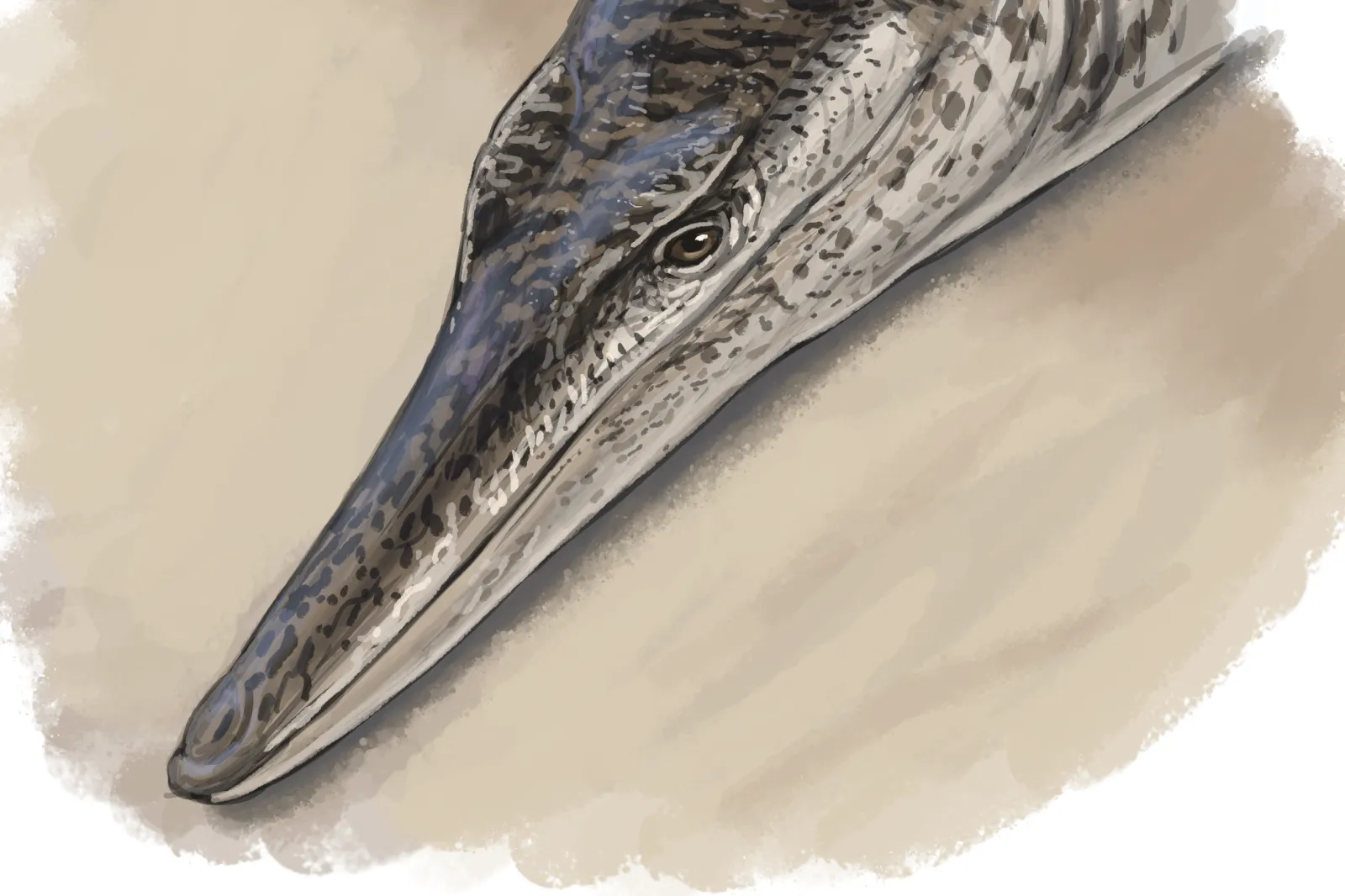 Fossils: 'Radically Different' Crocodile of 135 Million Years Ago