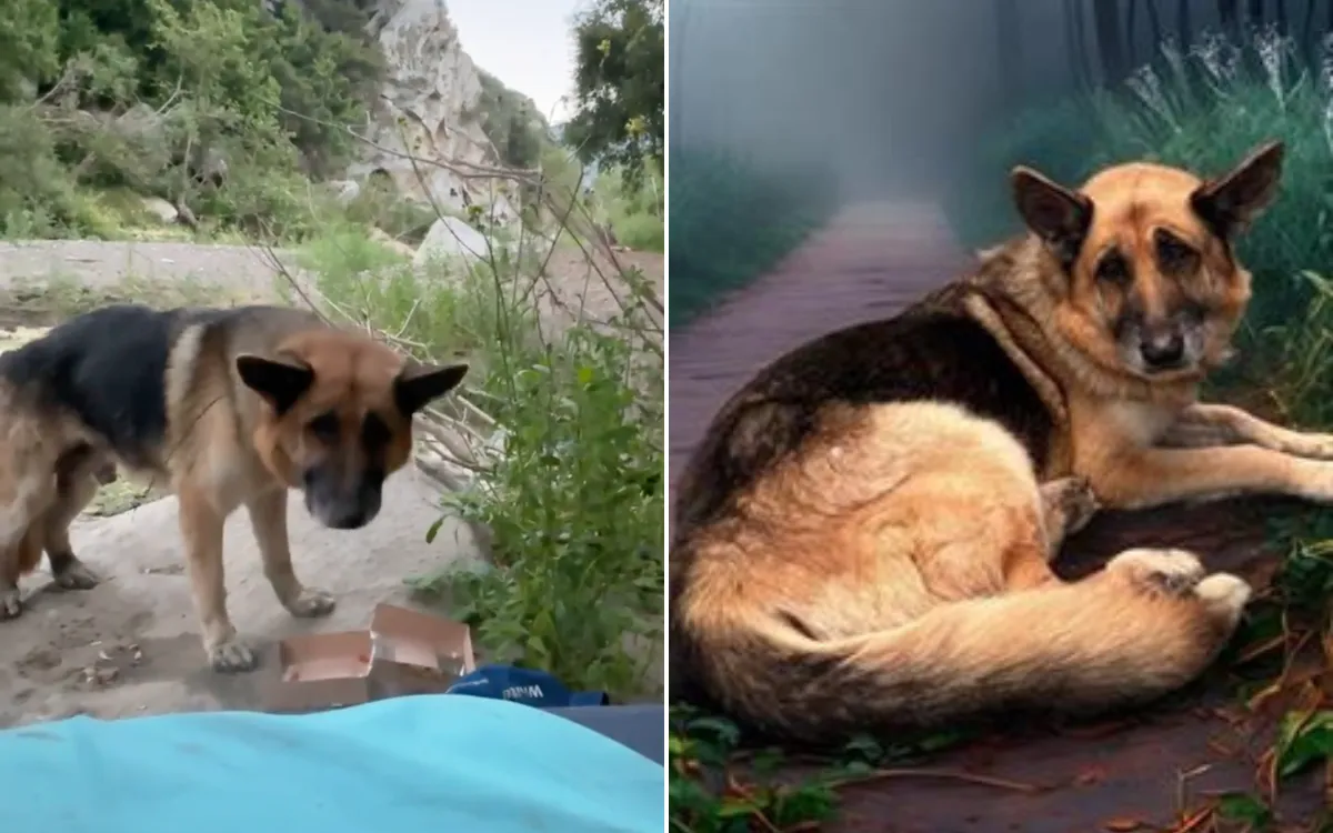 Heartbreaking News for German Shepherd Dumped With Zip Ties Around Mouth