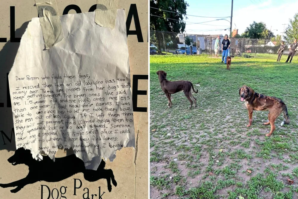 Six Puppies Abandoned in Pennsylvania Dog Park With Heartbreaking Note ...