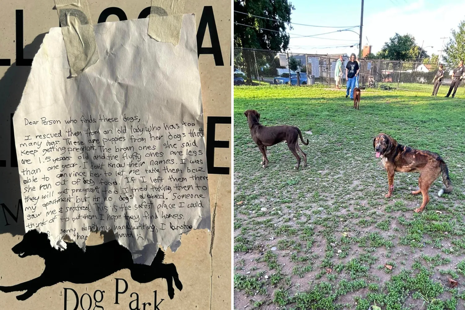 Six Puppies Abandoned in Pennsylvania Dog Park With Heartbreaking Note ...