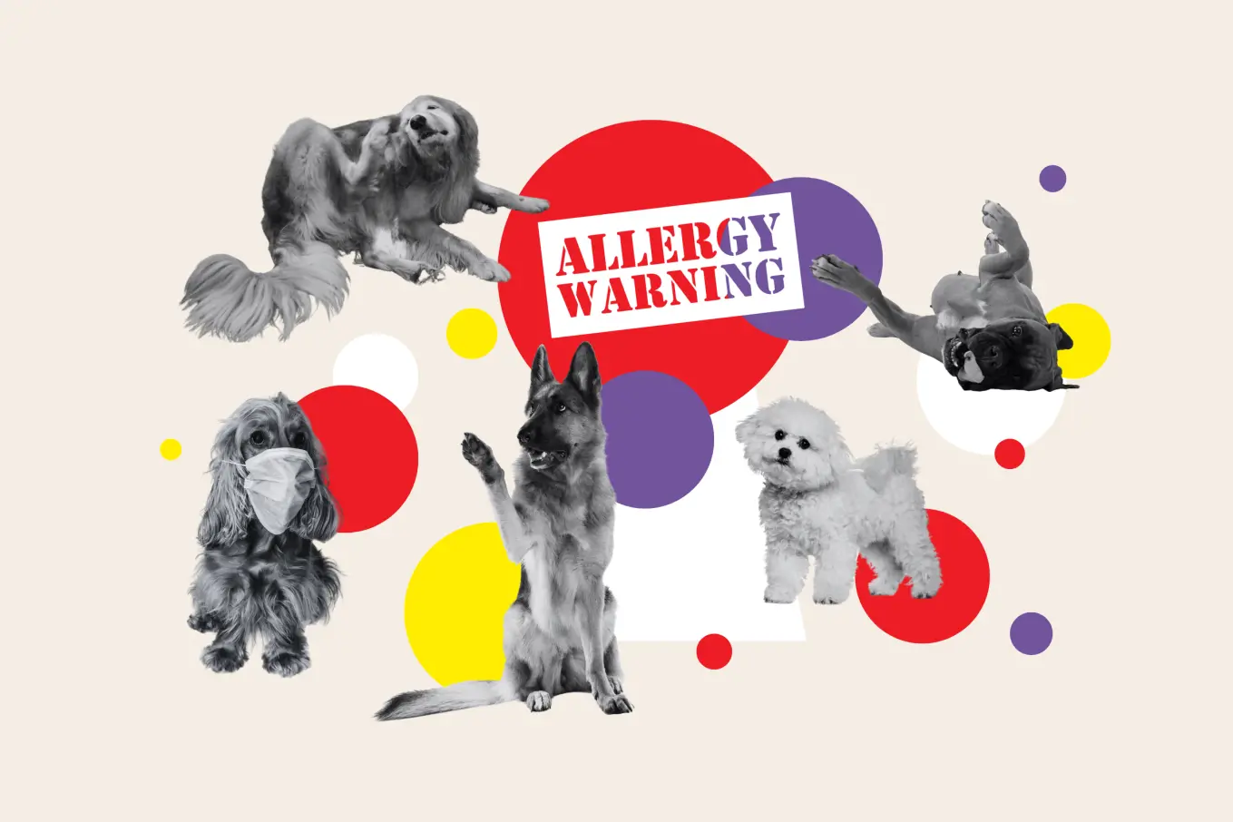 What are the Health Issues Common in Hypoallergenic Dog Breeds: Essential Insights