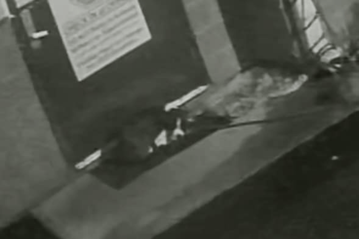 Dog Dies After Being Tied to Shelter Door on ‘Dark and Rainy’ Night ...