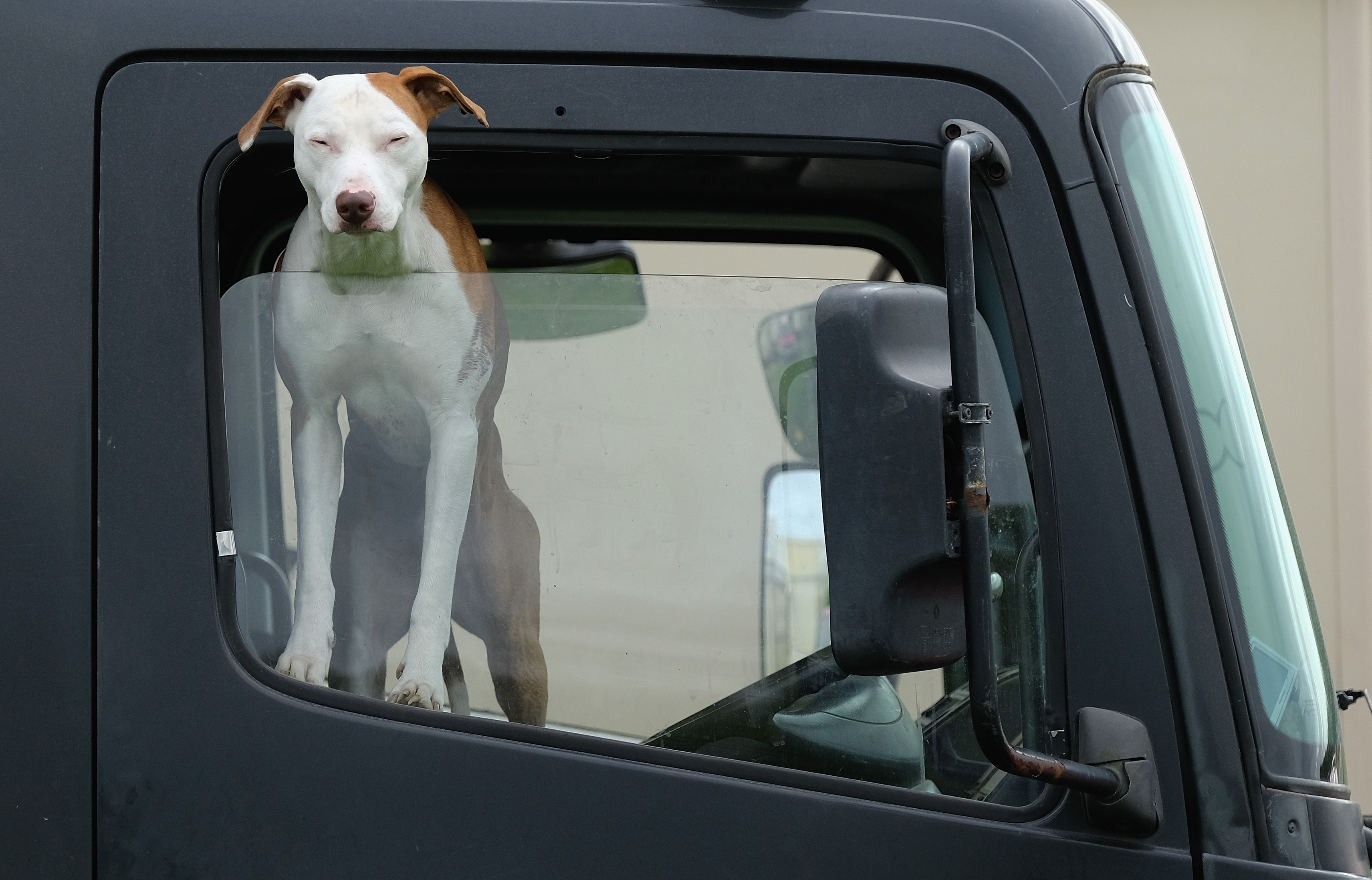 How Many Dogs Die in Car Accidents: Shocking Stats Revealed