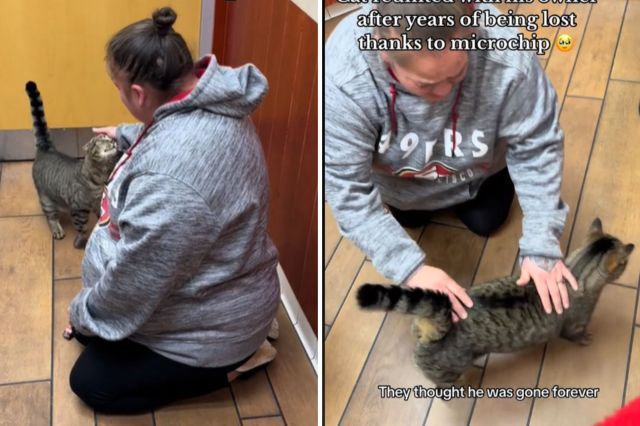 Owner Reunites With Cat Years After He Went Missing: ‘Remembered His ...