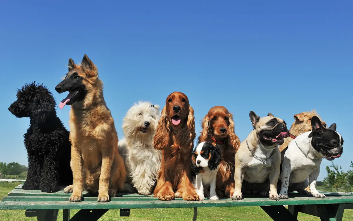How Many Breeds of Dog: Discover the Ultimate Breed Count Today