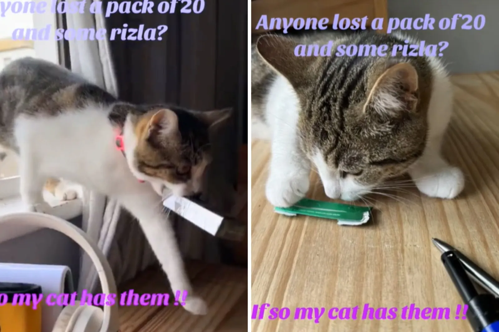 Owner Not Prepared as 'Thief' Cat Returns Home With Full Pack of Cigarettes 