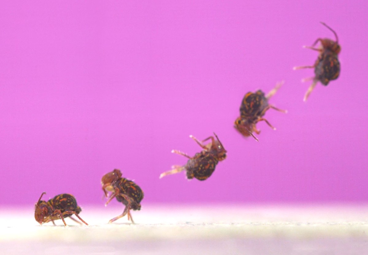 Watch: ‘Incredible’ Bug Found in US Backyards May Be Earth’s Best ...