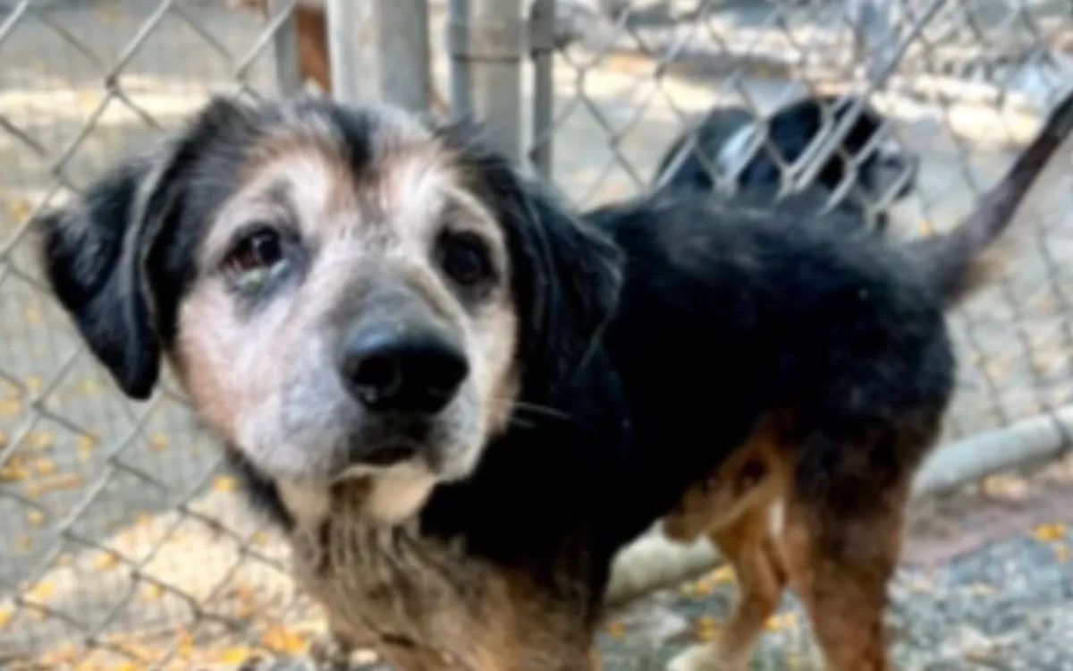 Kino the shelter dog