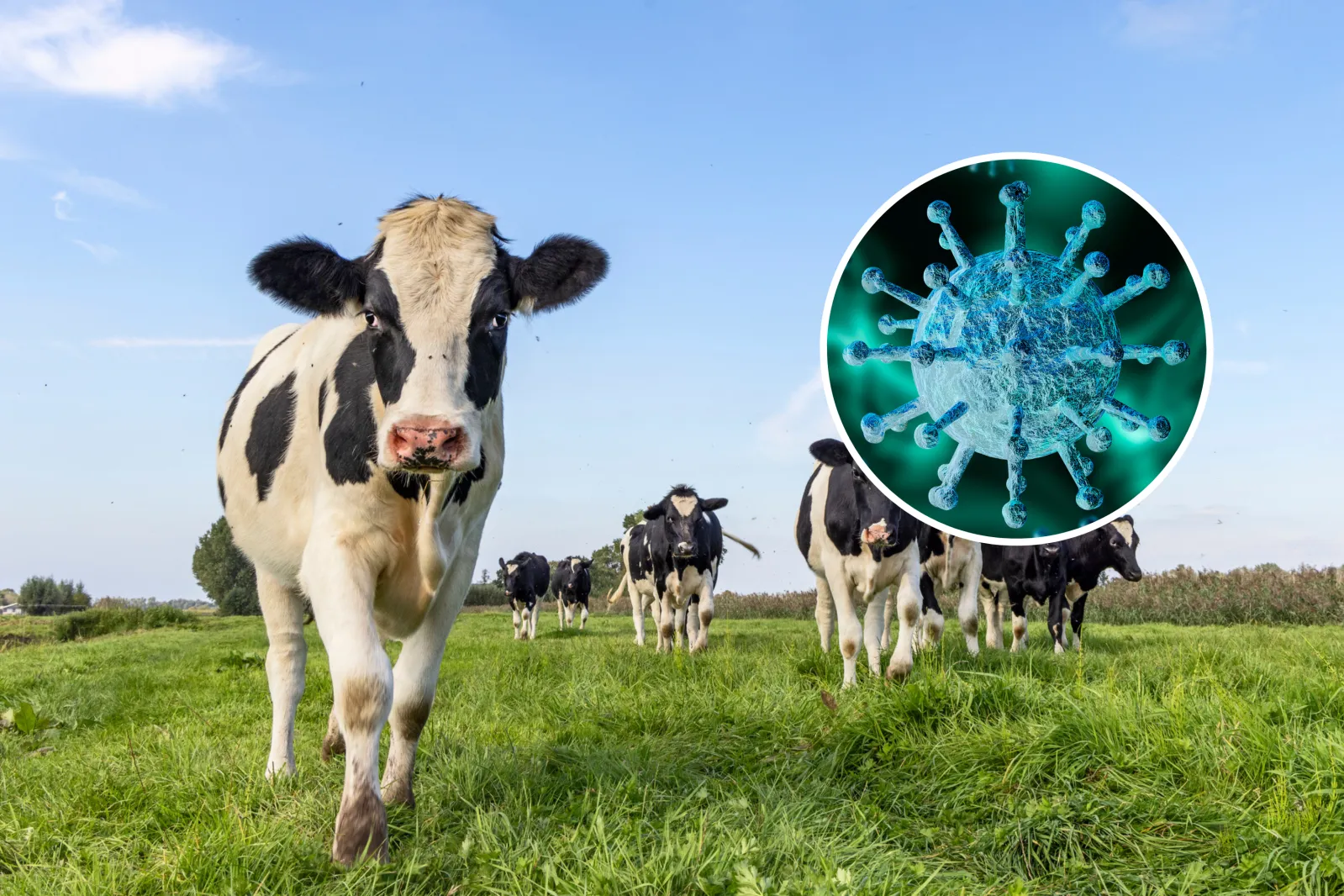 California Bird Flu Outbreaks Suspected in Three Cattle Herds - Newsweek