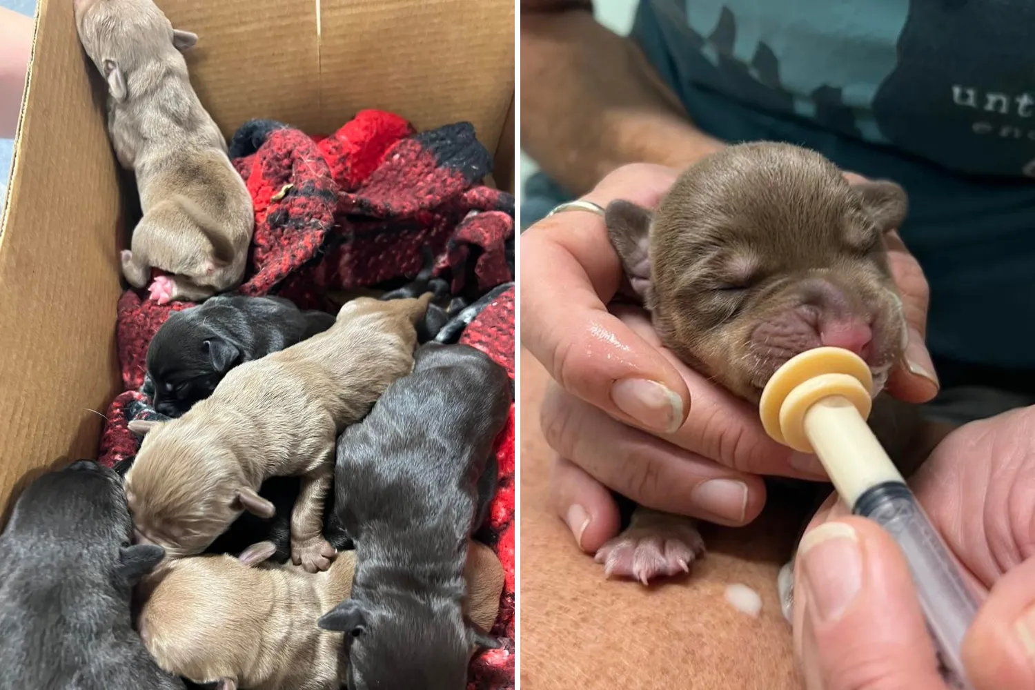 Heartbreak As 9 'Neonatal' Puppies Tossed Out of Car in Bag Like