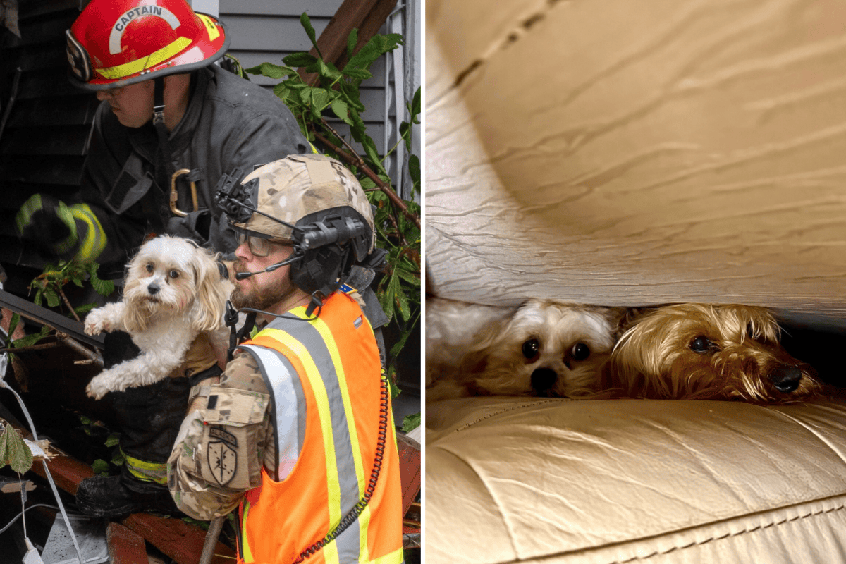 Moment Two Dogs Rescued From House Destroyed in Deadly Alaska Landslide ...