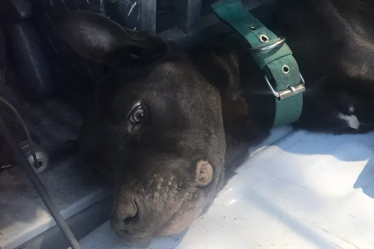 =Reward Offered to Find ‘Abuser’ Who Left Dog in a Ditch to Die - Newsweek