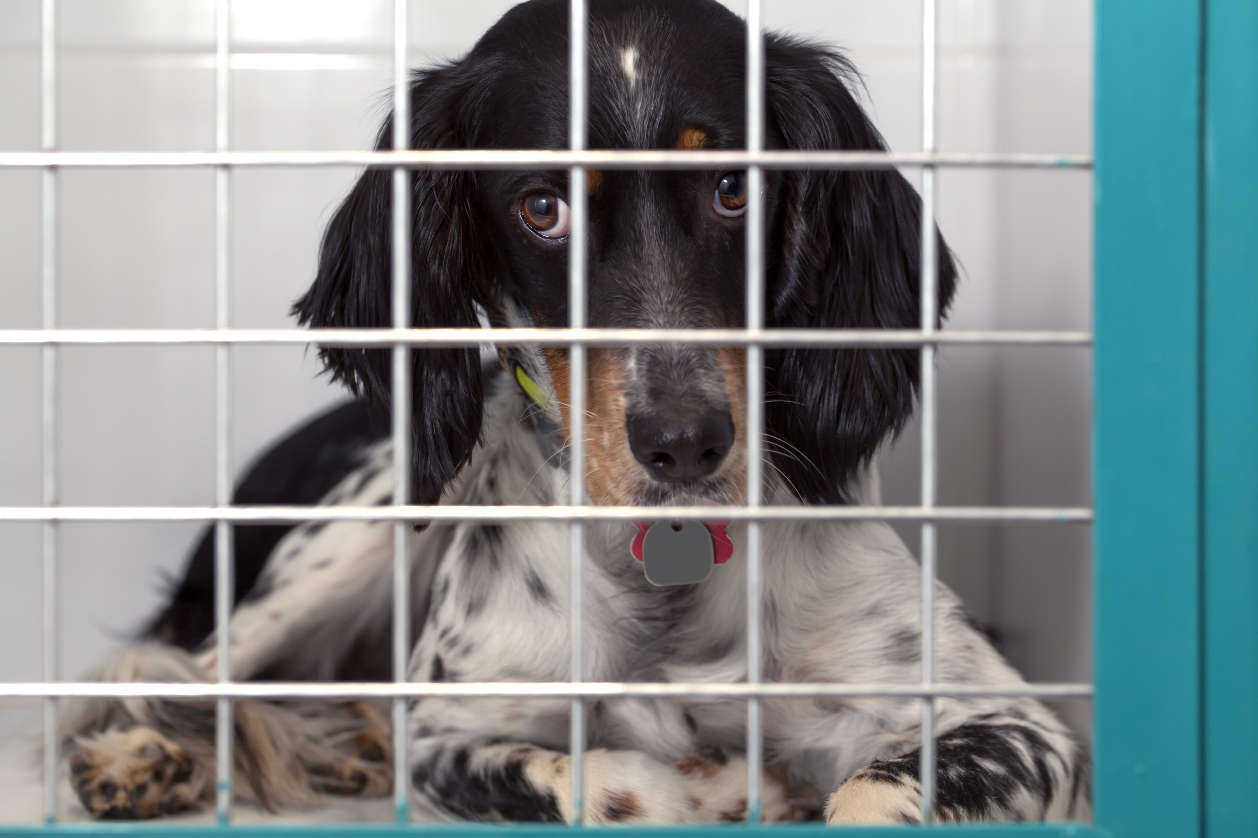 Woman Pays For Puppy Online—Not Ready For 'Proof' She Receives: 'Whoa'