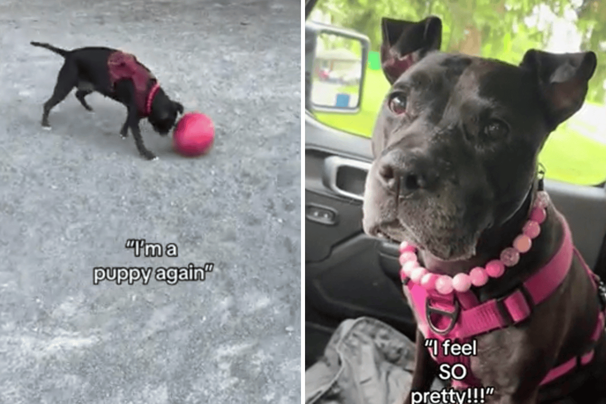 Senior Shelter Dog Gets Second Chance, Becomes ‘Puppy Again’ - Newsweek