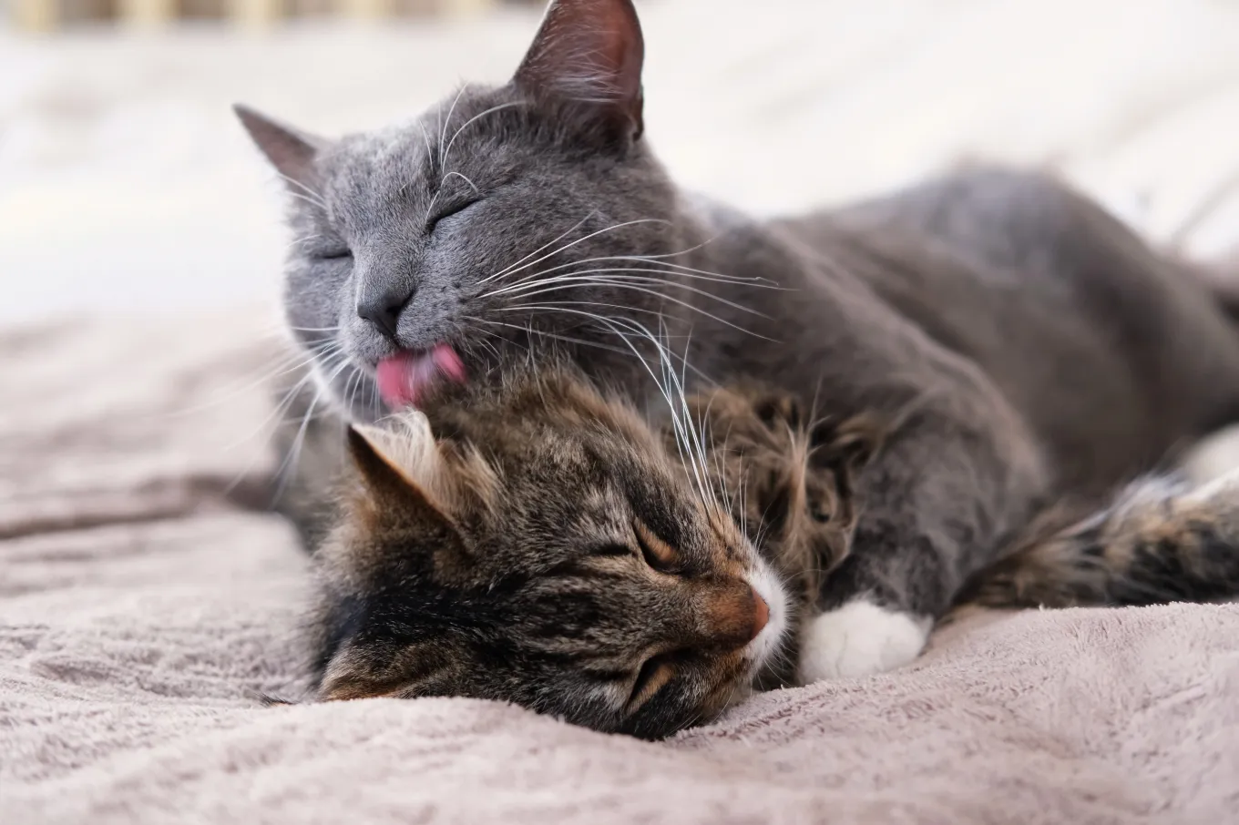 Owner Convinced Pet Cats Aren’t Brothers but Boyfriends: ‘Bromance ...