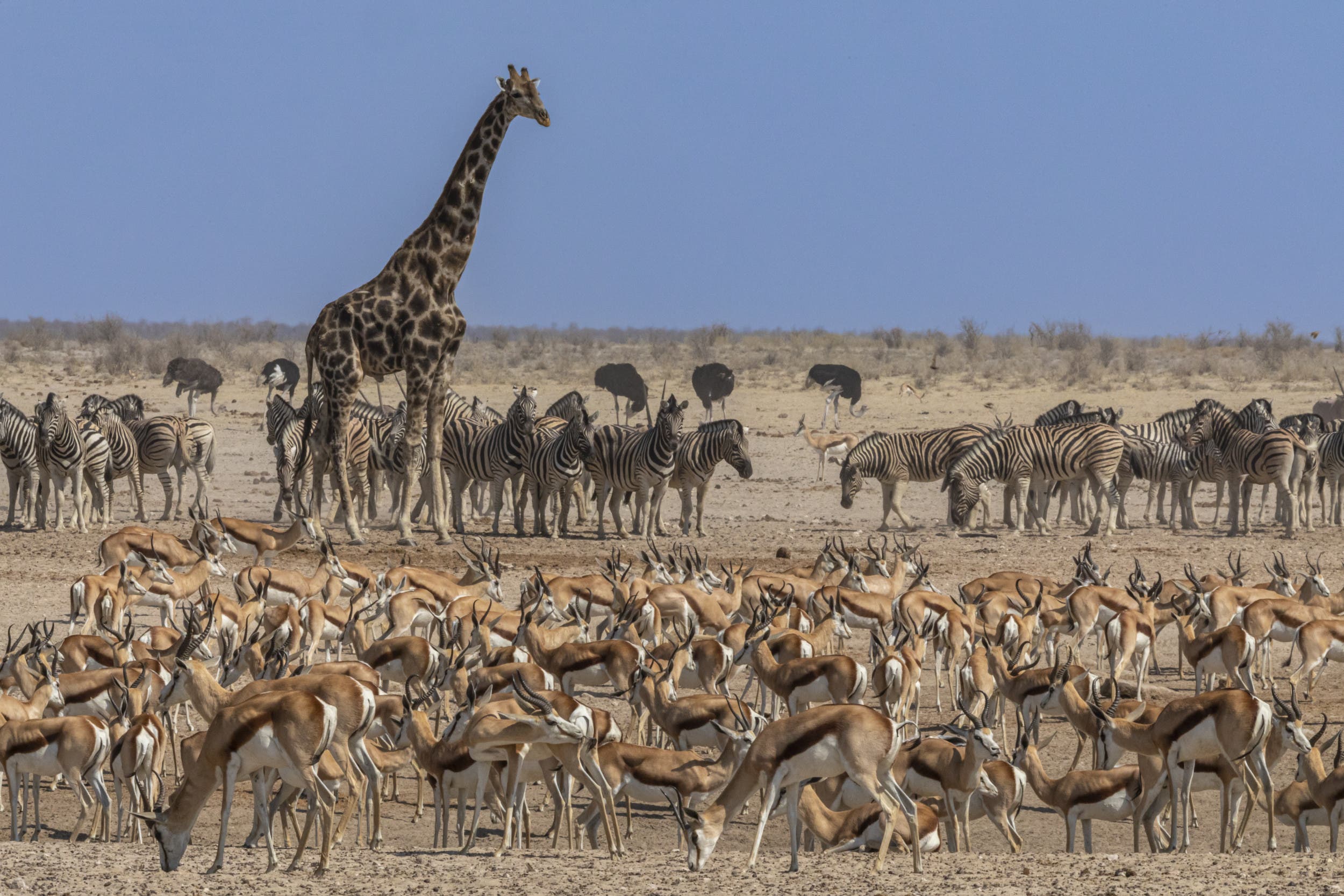 0319　THE SOUTHERN AFRICAN ENVIRONMENT The Southern African environment: profiles of the SADCC