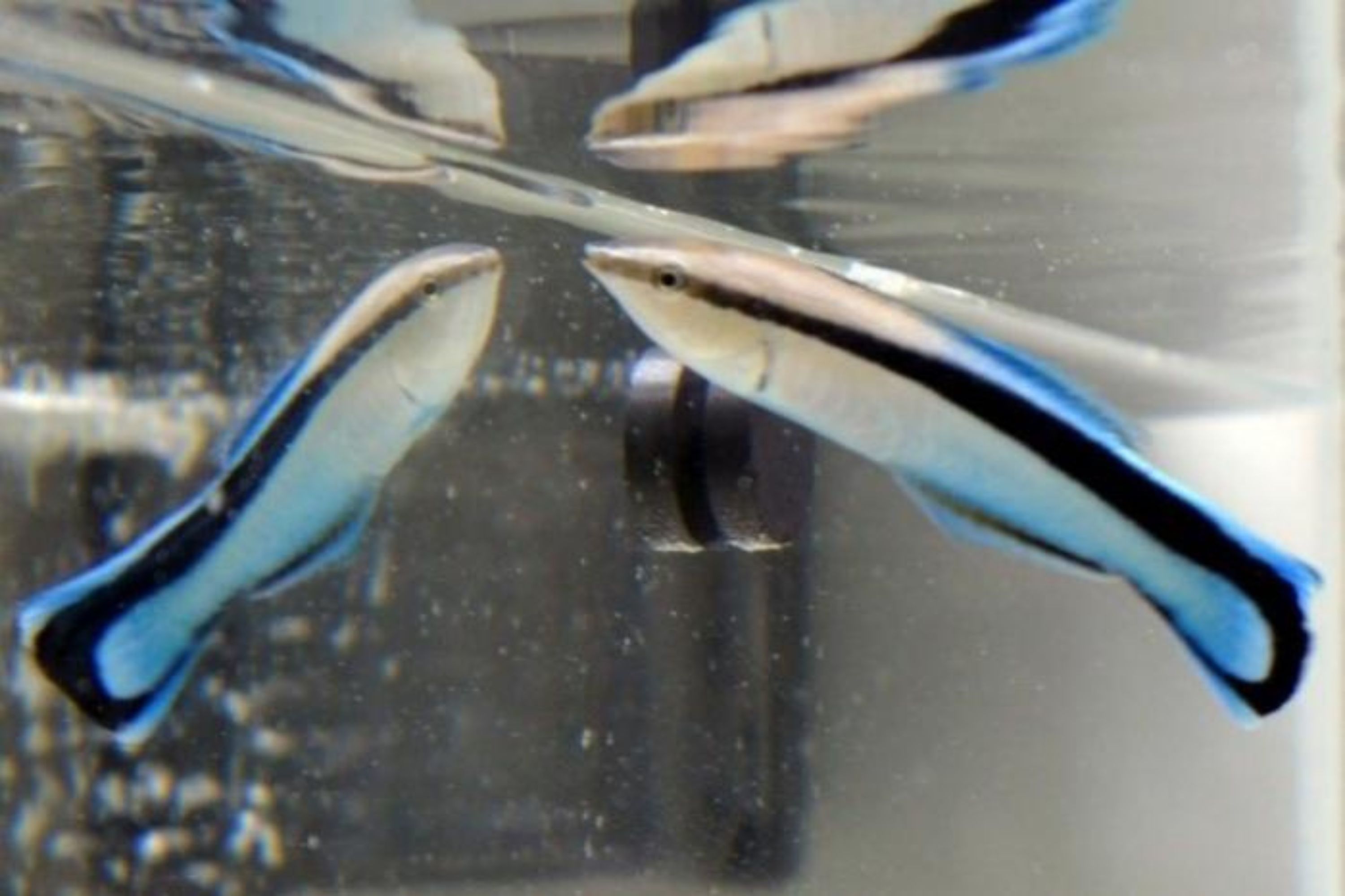 Some Fish Check Their Size vs Their Opponent in the Mirror Before