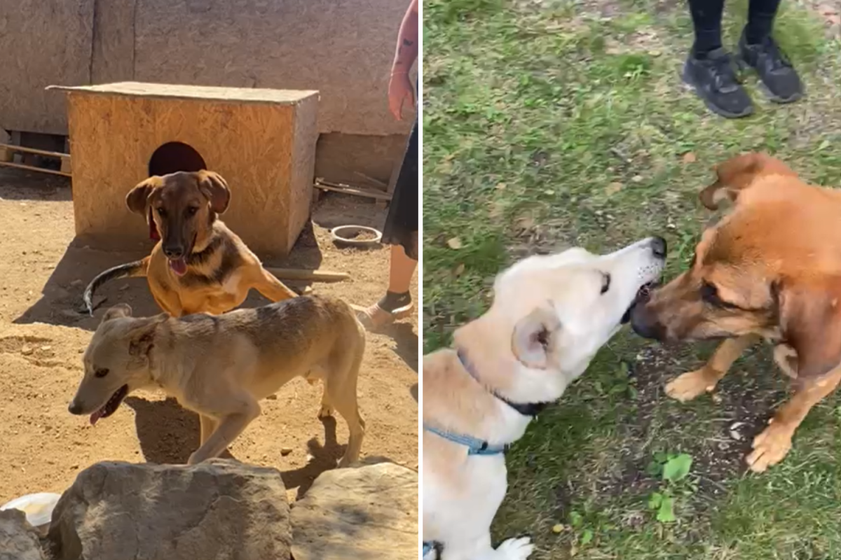 Dogs "inseparable" at shelter reunite months after adoption sets them apart