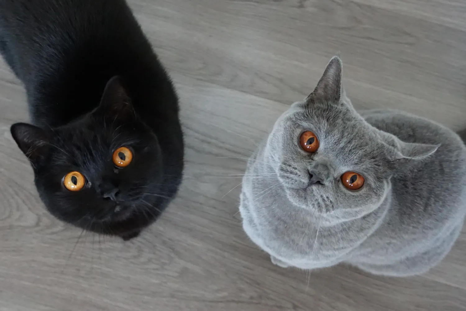 Black Cat Mystery Magazine 7: Special Private Eye Issue