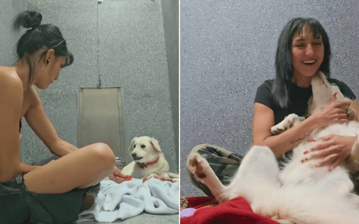 Shelter Dog Returned for Biting Transformed by Volunteer’s Love ...