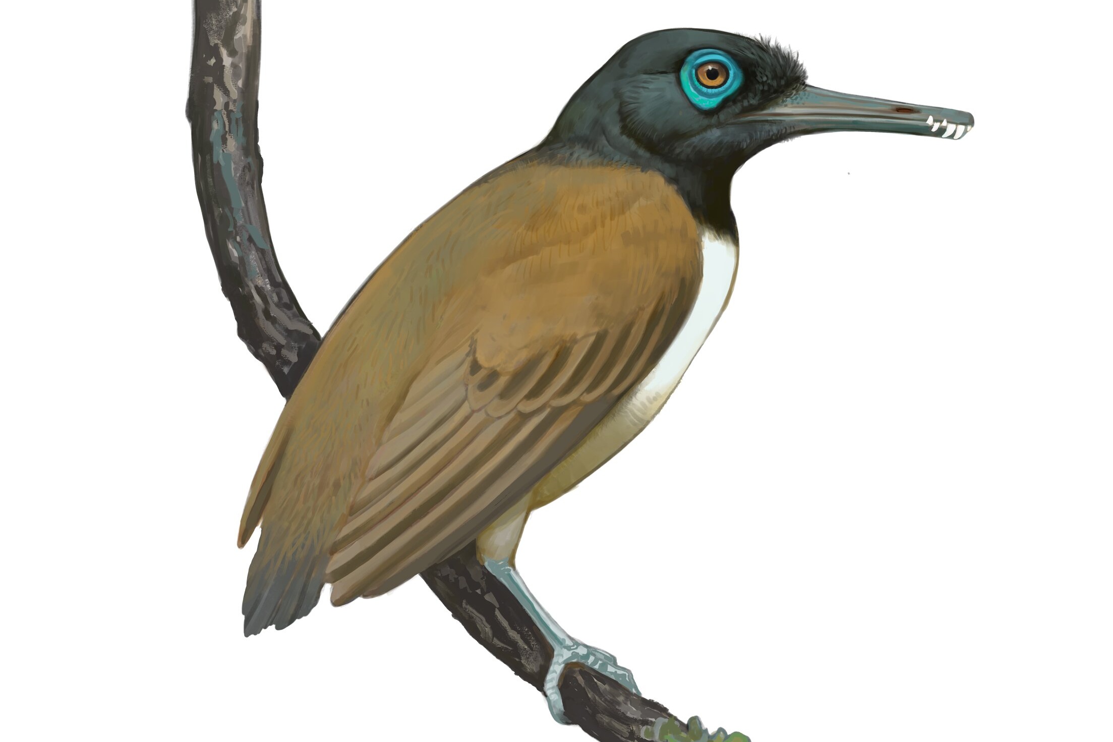 A Weird Prehistoric Bird Had 'Overpowered' Teeth: Now We May Know