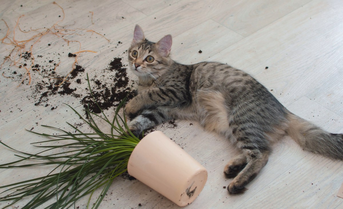 Cat So Proud of Herself After Destroying Mom's Plant: 'Saved You' - Newsweek