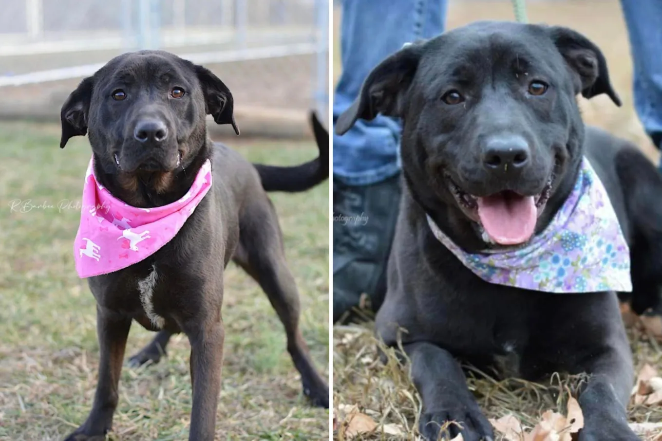‘Sweet’ Dog Still in Shelter 6 Months After Being Adopted, Then ...
