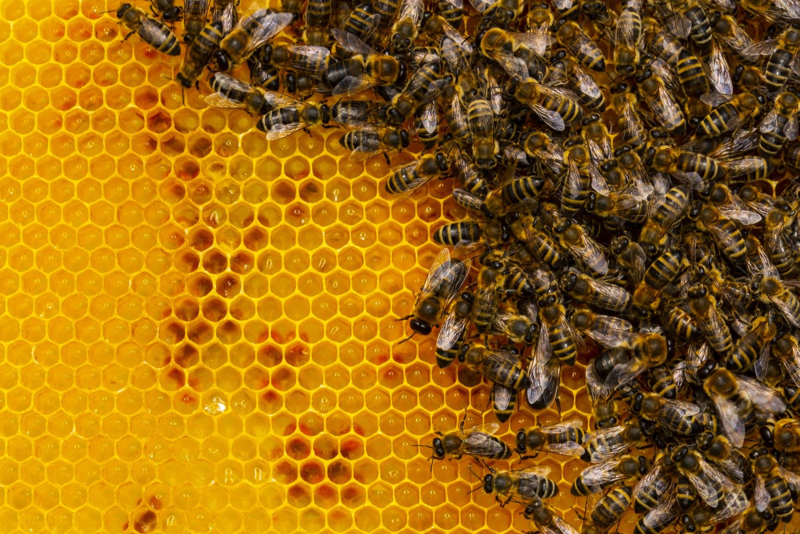 Bees Shp Well-Nourished Bees Show Greater Resistance to Pesticides and Viruses ...