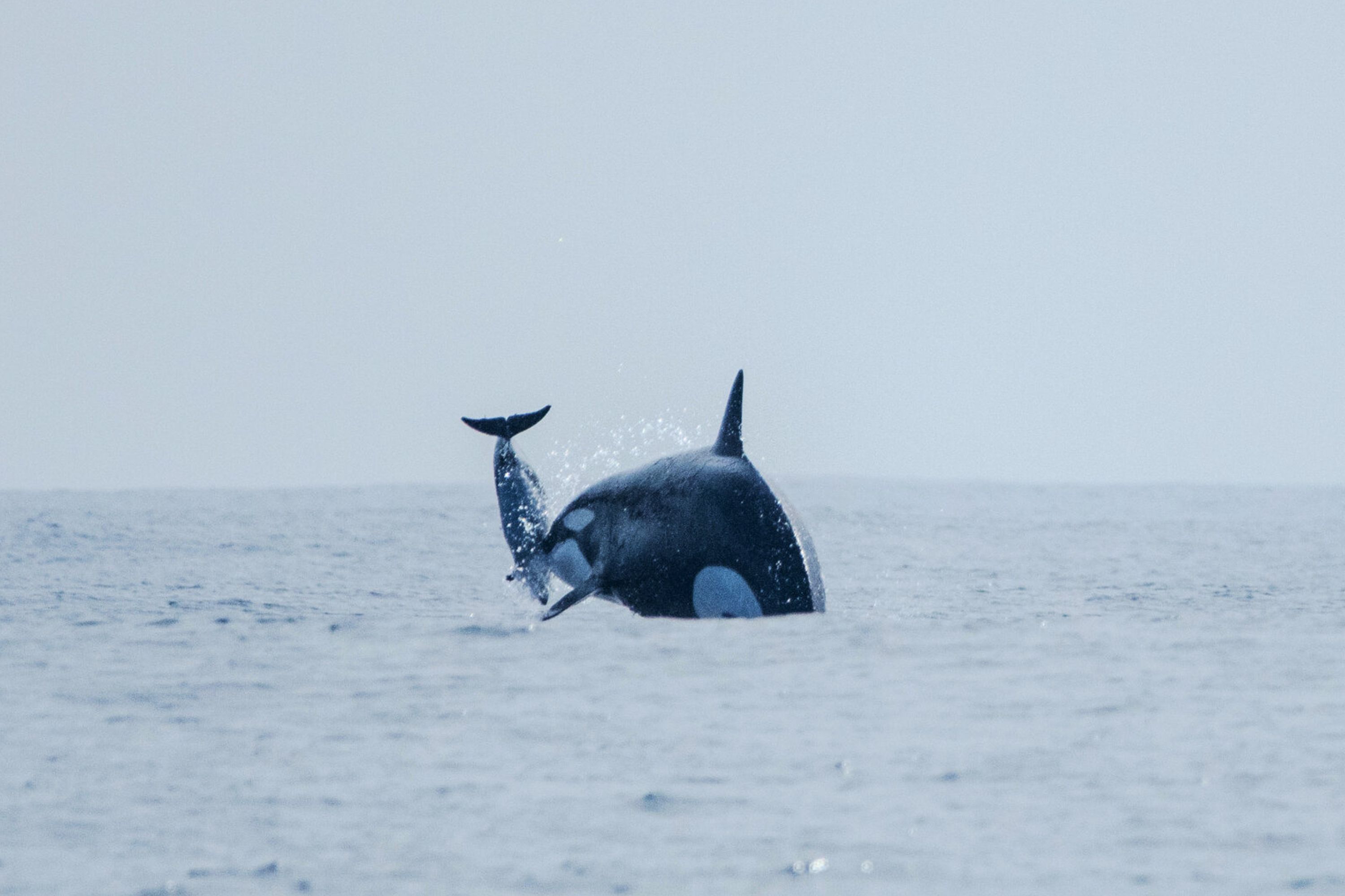 Orca Matriarch Seen Throwing Dolphin Into Air During Hunt - Newsweek