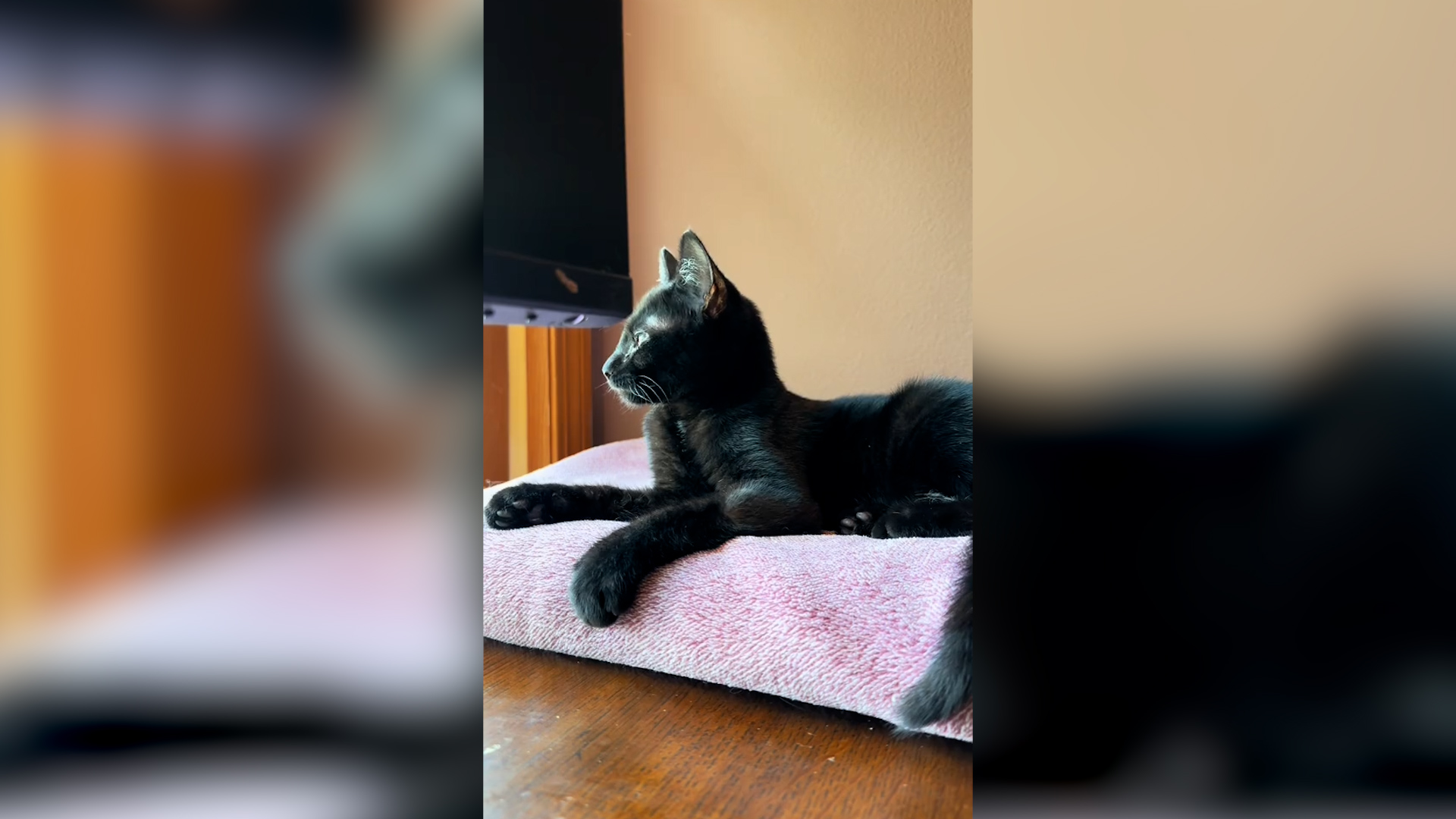 安値 NOISE CAT 騒音猫 ノイズ キャット Black White 2体セット 【公式