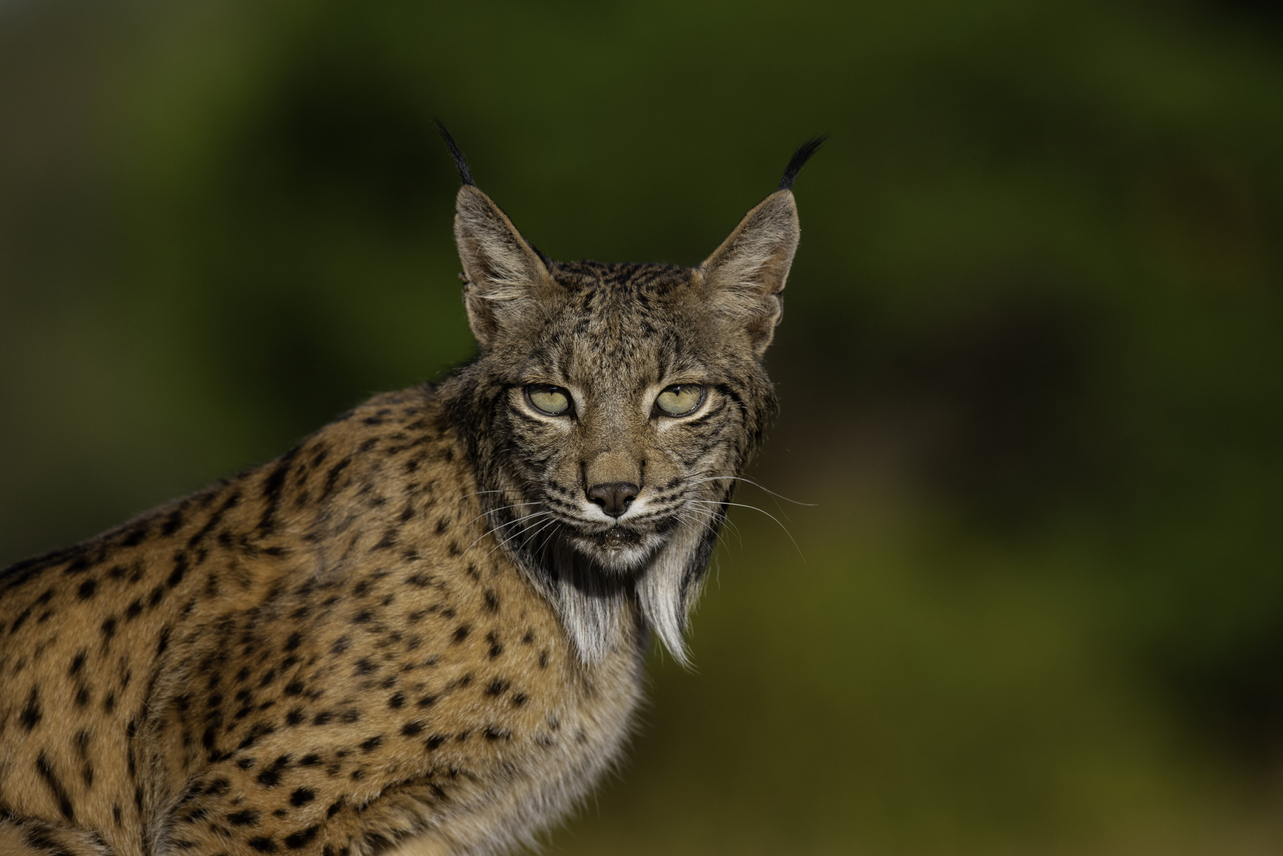 Ancient DNA Reveals Surprising Twist in Lynx Survival Story - Newsweek