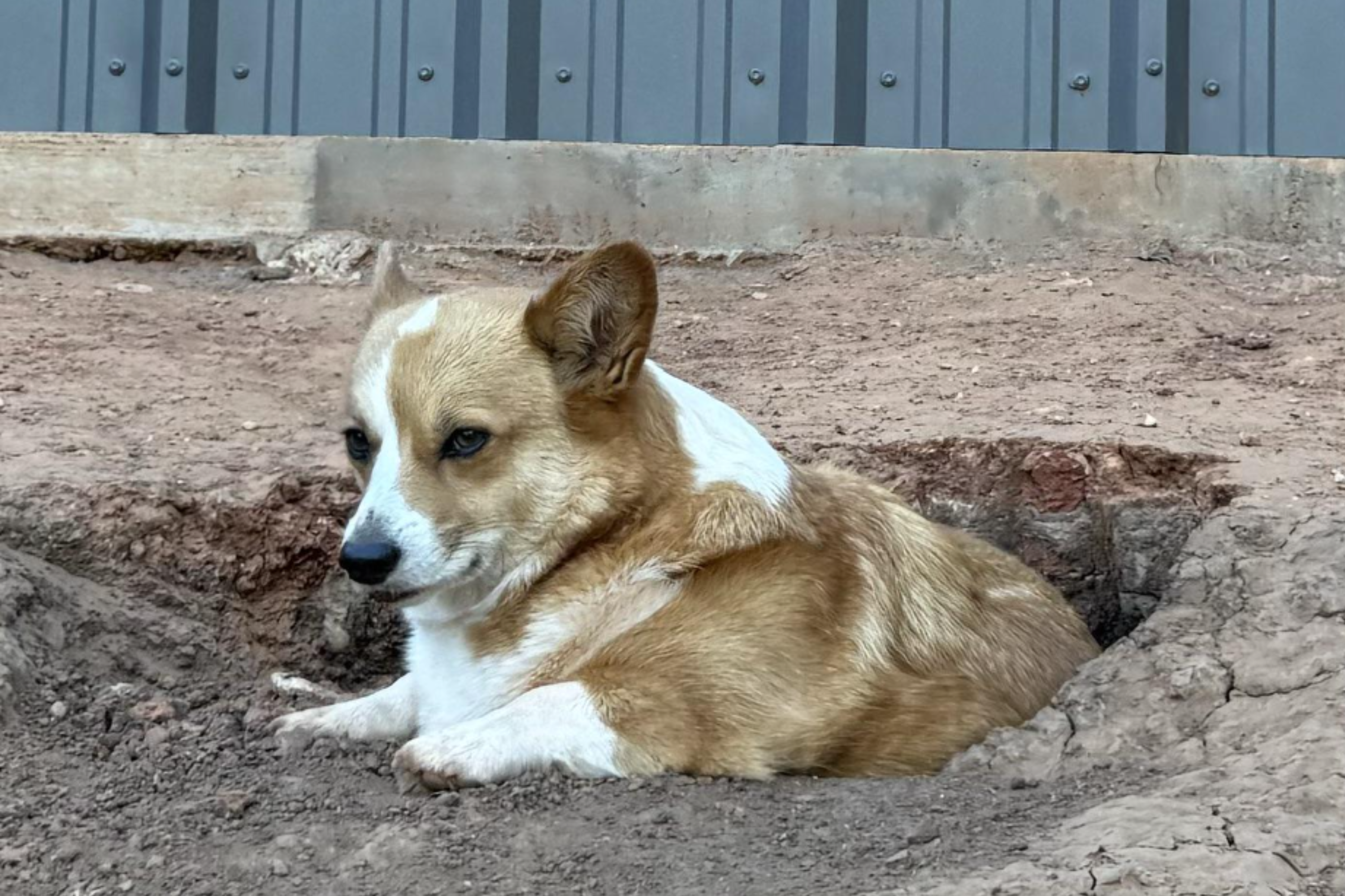 Corgi Sent to Day Care To Socialize Ends Up Judging 'the Peasants