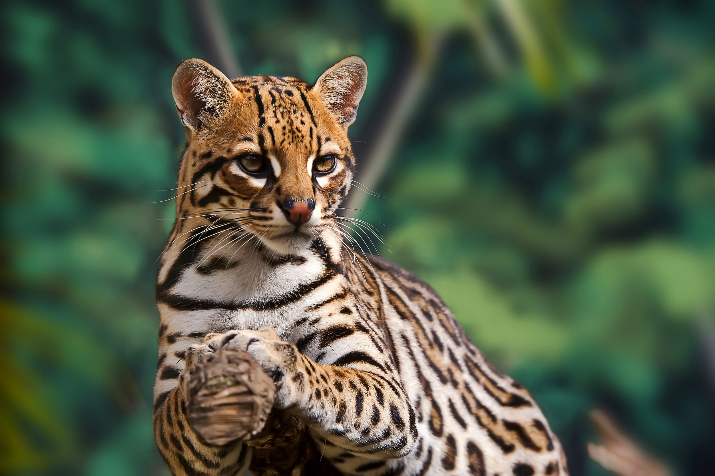 2487883-ocelot-rests-tree.jpg?