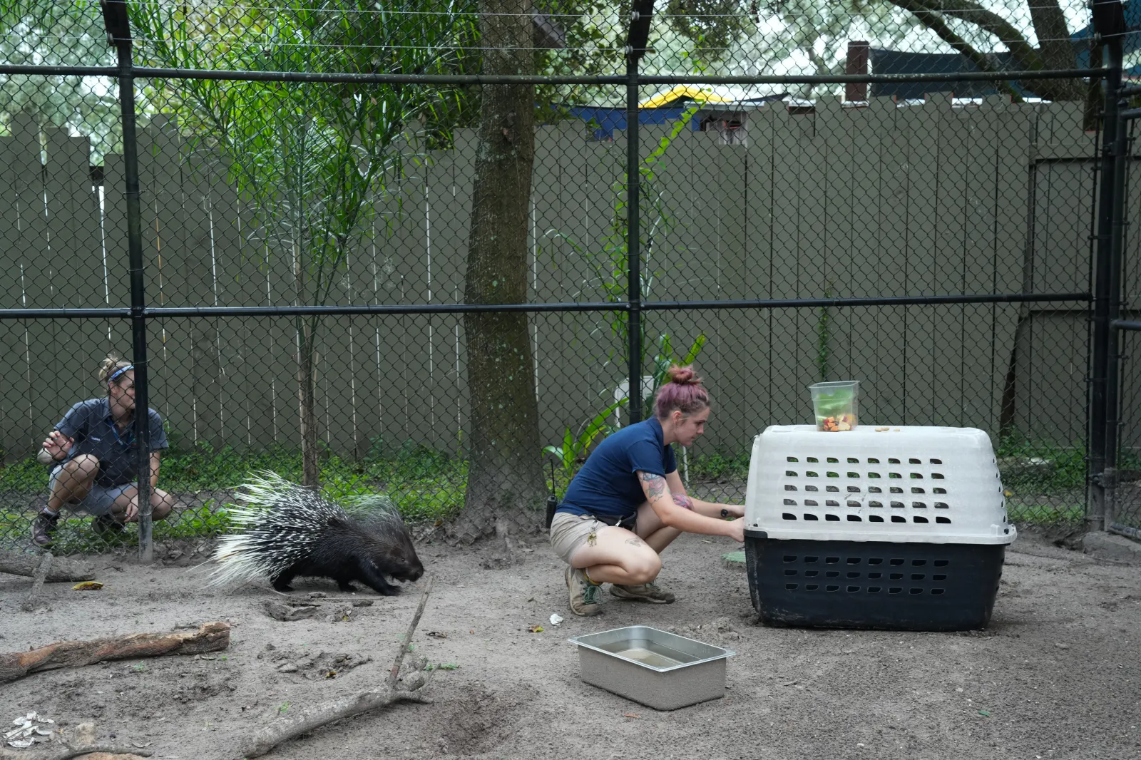 In Photos: Florida Zoo Evacuates Animals Ahead of Hurricane Milton ...