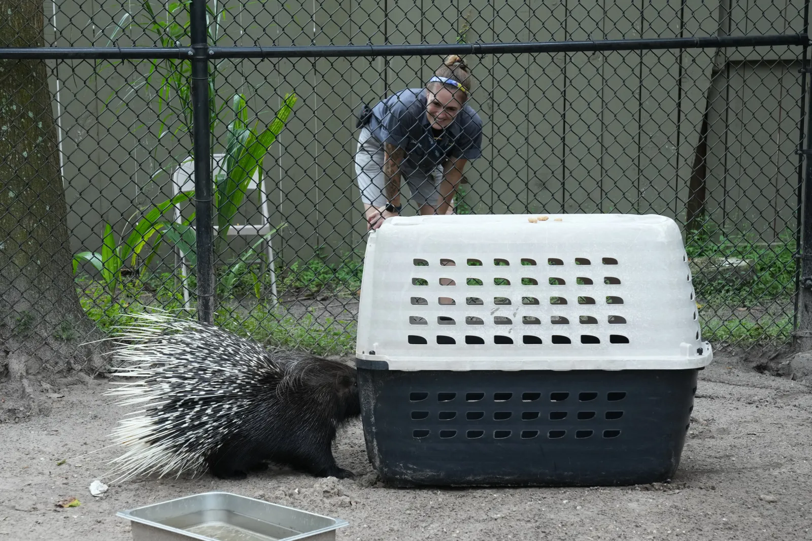 In Photos: Florida Zoo Evacuates Animals Ahead of Hurricane Milton ...