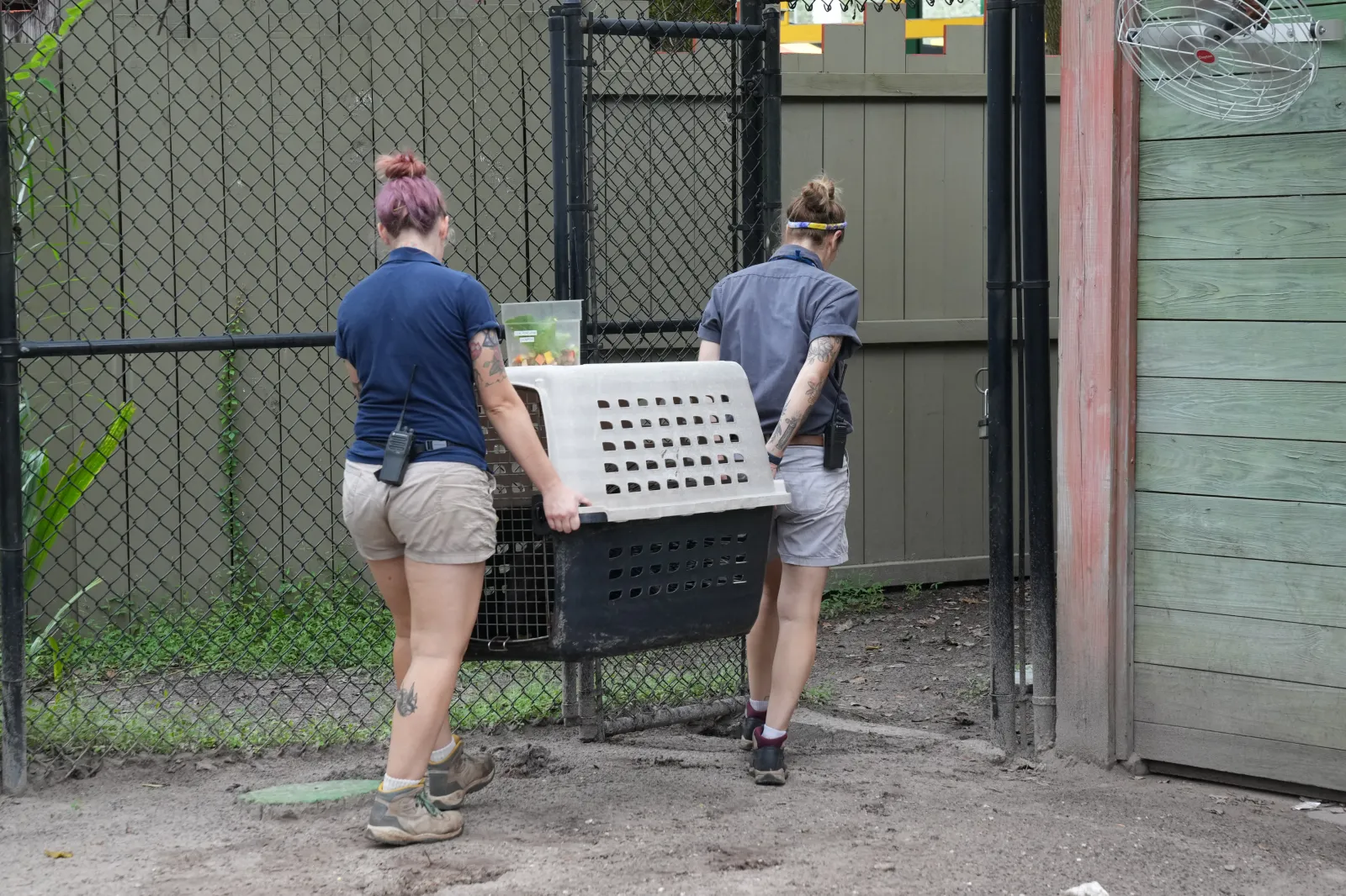 In Photos: Florida Zoo Evacuates Animals Ahead of Hurricane Milton ...