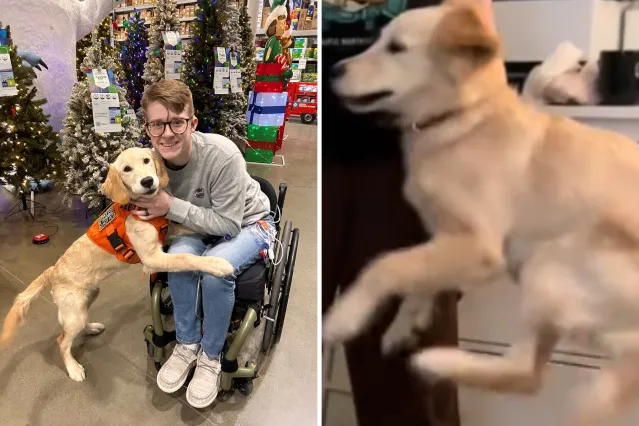 Puppy Training to Be Service Dog Gets Zoomies—Ensures She’s ‘Respectful ...