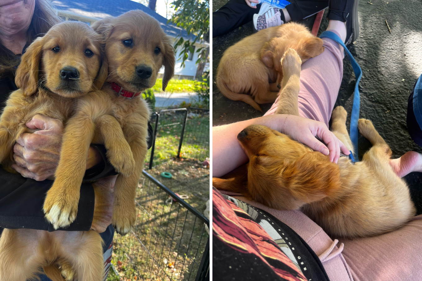 Couple Walks Into Rescue for Golden Retriever Puppy, Ends Up Adopting Two -  Newsweek