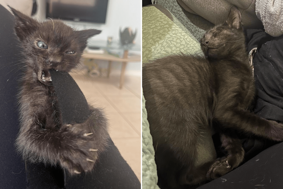 Cat Rescued From Dog Attack Stuns Internet With 'Drastic